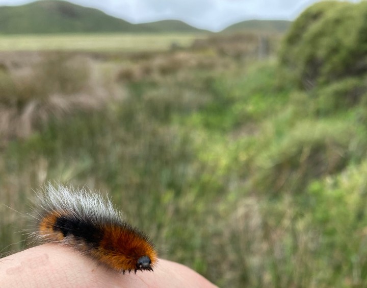 Garden Tiger Moth Caterpillar